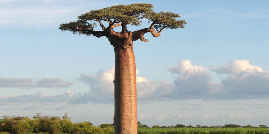 baobab tree in india Hindi