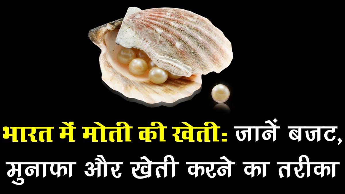 Pearl Farming in India | भारत में मोती की खेती